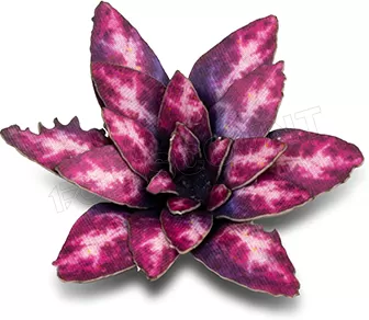 Photo de Gamers Grass - Laser Plants : Alien Rosette