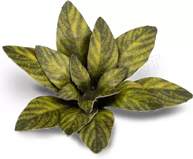 Photo de Gamers Grass - Laser Plants : Dumb Cane