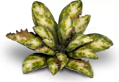 Photo de Gamers Grass - Laser Plants : Dumb Cane