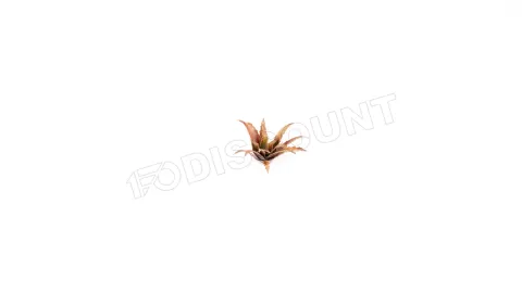 Photo de Gamers Grass - Laser Plants : Red Aloe